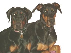 mon chien olka avec le ptite mariesse